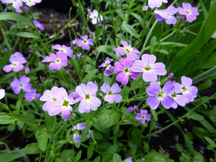 Malcolmia maritima